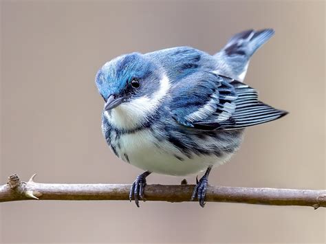 Cerulean Warbler - eBird