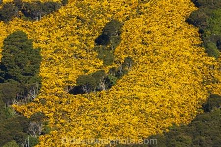 Gorse on farmland near Port Chalmers, Dunedin, Otago, South Island, New ...