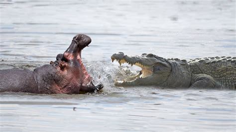 Hippo Vs Crocodile At The River - Who Is The Best? - YouTube