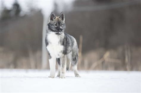 Agouti Husky: Siberian Husky With A Twist