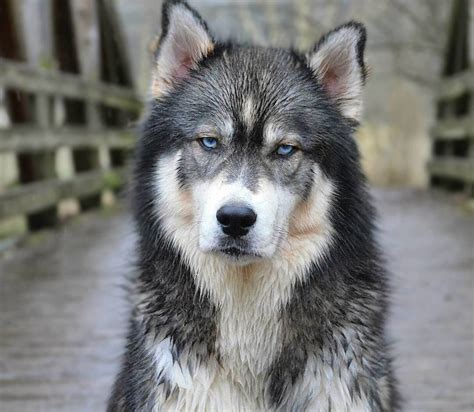 Chó Husky Có Những Màu Lông Nào? Tìm Hiểu Về Màu Lông Chó Husky