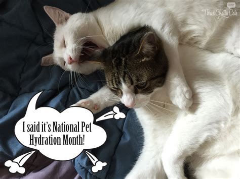 Pet Hydration - all the cool cats are talking about it! #pethydrationmonth - Three Chatty Cats