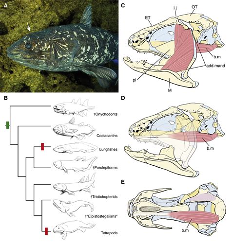 Bite Force in the Extant Coelacanth Latimeria: The Role of the Intracranial Joint and the ...