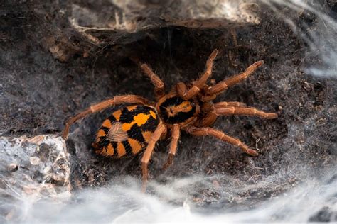 Pumpkin Patch Tarantula Animal Facts | Hapalopus sp Columbia - A-Z ...