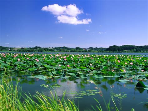 旅游问答--白洋淀在哪里？--白洋淀旅游网