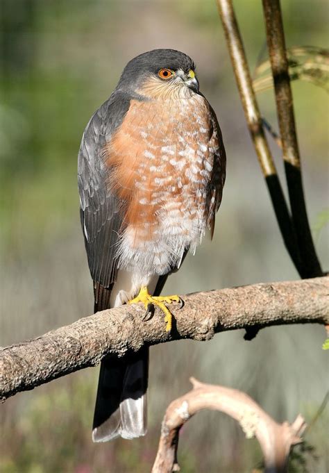 Sharp-shinned Hawk | Sharp shinned hawk, Hawk, Bird life list