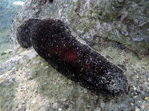 Sea Cucumber | Hawaii Marine Life