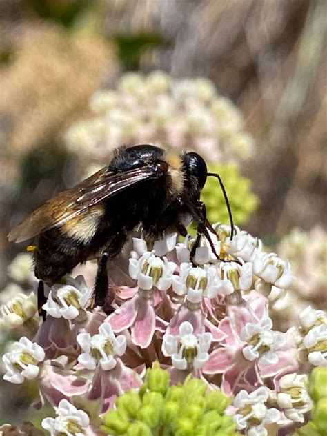 The California Endangered Species Act Now Protects Four Bumblebee ...