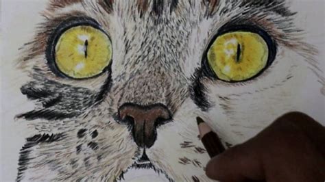 Cat Drawing Tutorial With Colored Pencils/How to draw fur/eyes ...