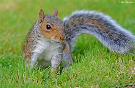 Squirrel Taxonomy | Wildlife Online