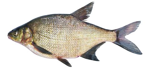 Types Of Bream Fish