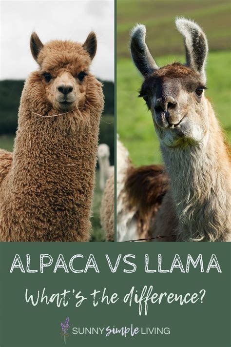 Alpaca vs Llama: what's the difference? | Alpaca vs llama, Llama, Alpaca