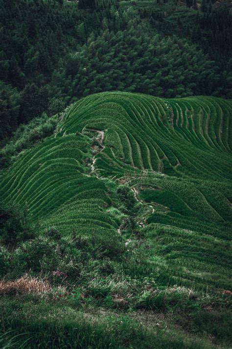 The Longsheng Rice Terraces on Behance