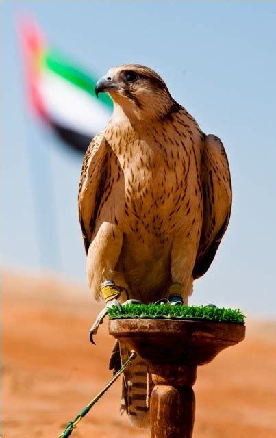 128 best Hunting with falcons images on Pinterest | Dubai, Presidents ...