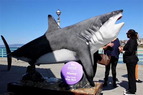 Meet Manny the Great White Shark Outside the Roundhouse Aquarium - Roundhouse Aquarium Teaching ...