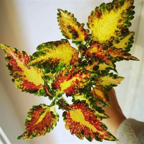 No 39 Coleus Seeds Coleus 10 Seeds Seeds Zaden Yellow - Etsy