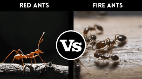 Red Ants vs. Fire Ants: How To Tell the Difference? – pestinformer.com