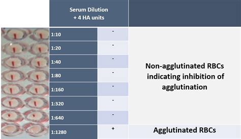 Influenza Hemmagglutination Inhibition Assay - IBT BioServices