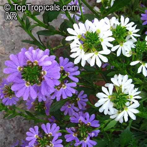 Scaevola aemula, Blue wonder, Escabola, Fan flower