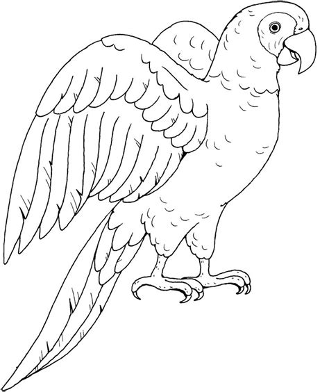 kid parrot in black and white | Parrot: Line Art | Birds, Insects etc. Coloring Pages ...