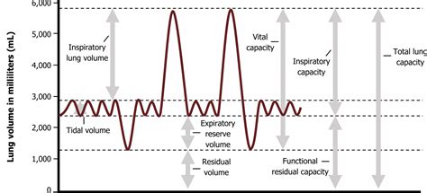 Lung Volumes and Compliance – Pulmonary Physiology for Pre-Clinical Students