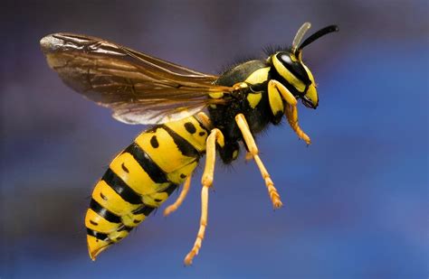 Mean Bugs: Who Gets Stung the Hardest? - WSJ