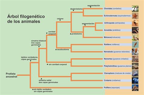 No Reino Animal Existem Vários Filos Conhecidos - SOLOLEARN