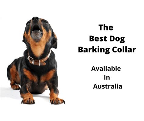 6 Best Dog Barking Collars Australia (2021 Buyers Guide ...