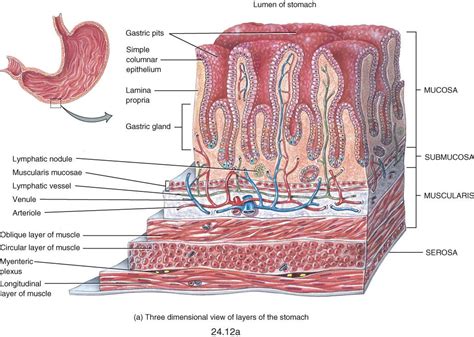 Small Intestine Histology Labeled Google Search Anatomy Organs Human ...