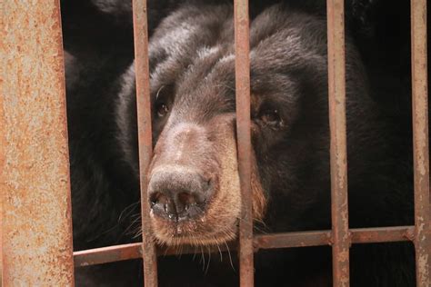 Pain is over: Moon bear successfully rescued after years of abuse on bile farm in Vietnam