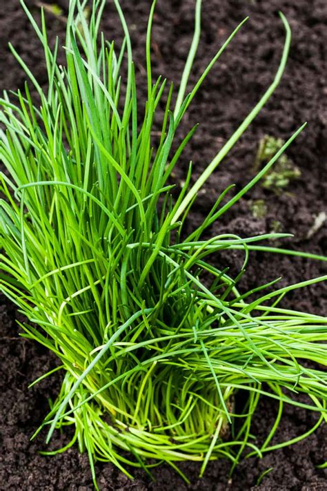 28 Best Chives Companion Plants (and 3 to Avoid) - Fluxing Well