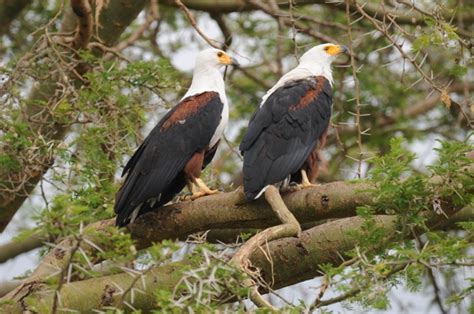 Birding in queen Elizabeth national park - birds in queen elizabeth park