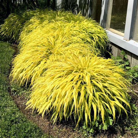 Buy Hakonechloa 'All Gold' Online | Ornamental Grass for Shade – Bay ...