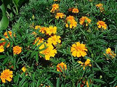 Tagetes from Kelley Pure Essential Oils