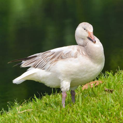 Hawaiʻi Birding Trails | snow goose