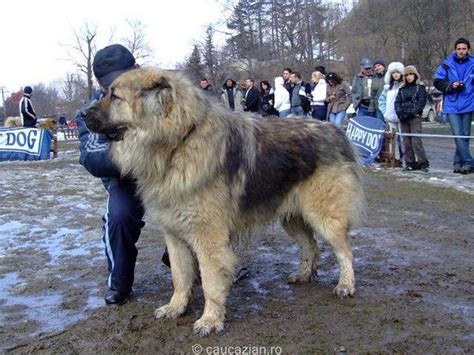 Russian Prison Dogs - Trained To Kill - GreatGameInternational