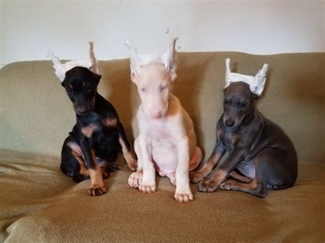 Doberman Pinscher puppy dog for sale in Knoxville, Illinois