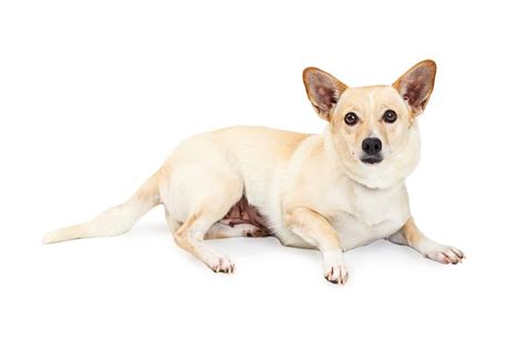 Corgi Chihuahua mix: What you need to know - K9 Web