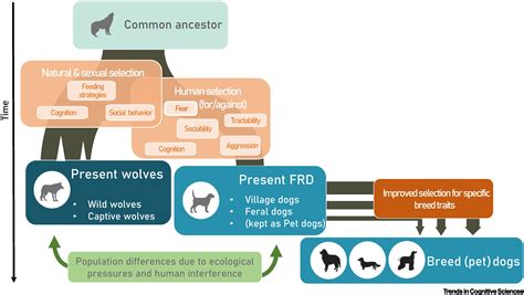 Comparing wolves and dogs: current status and implications for human ...