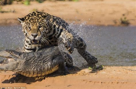 (VIDEO) Jaguar Attacks Crocodile