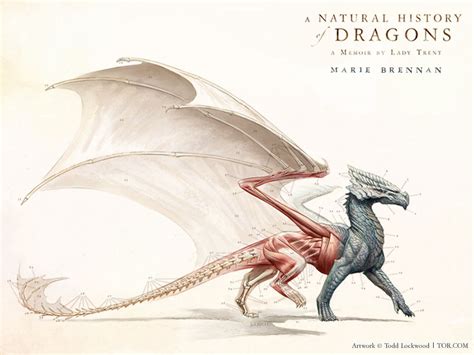 Today in Beautiful Things: Todd Lockwood’s Gorgeous Anatomical Study of a Dragon | Tor.com