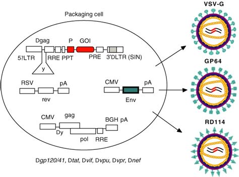 Lentiviral vector production by trans-complementation. Packaging cells ...