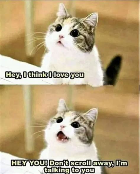 i love you meme | Funny animals, Cat memes, Kittens funny