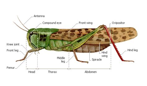 A grasshopper's anatomy