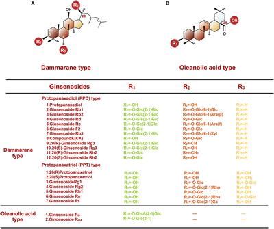 Frontiers | The interaction between ginseng and gut microbiota