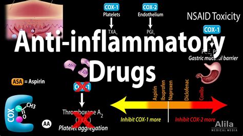 What Is The Best Anti-Inflammatory For Horses? The 11 New Answer - Ecurrencythailand.com