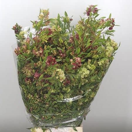 Dodonaea Viscosa 70cm | Wholesale Dutch Flowers & Florist Supplies UK