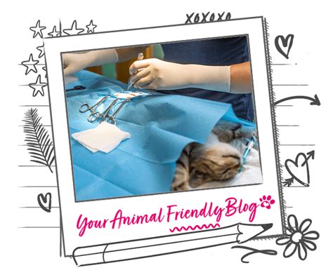 Spaying cats: the Procedure | Animal Friends