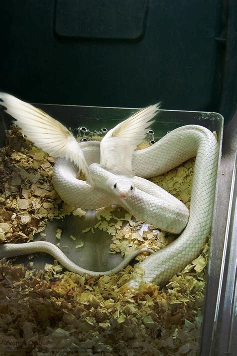 Winged Snake by kuramay on DeviantArt | Cute reptiles, Pretty animals, Pet snake