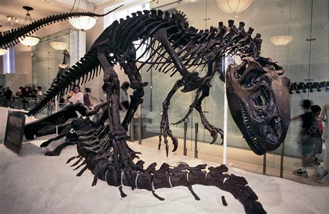 Allosaurus Skeleton - Stock Image - C028/7585 - Science Photo Library